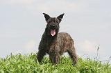 BOUVIER DES ARDENNES 355